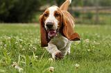 BASSET HOUND 062
